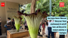 Rare Corpse flowers 'Odora and Odorysseus' bloom simultaneously for only 48 hours, and they are the stinkiest celebrities at Huntington