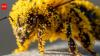 How tiny pollen grains helped solve a brutal murder: The fascinating science behind nature's invisible crime scene evidence