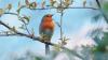The Bird Singing Competitions Pushing Wild Songbirds Toward Extinction