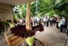 Beauty and the stink: A rare double corpse flower bloom amazes visitors at The Huntington, even with held noses