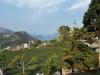 Taiwanese Tea Art Beyond the Lens of Tradition