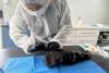 New Zealand confirms first case of deadly H5N1 bird flu: ‘We are very well prepared’