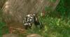 Federal government considers Endangered Species Act protections for skunk found in Oklahoma