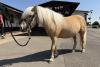 Sunderland’s psychic pony predicts outcome of England's World Cup game against Argentina​​​​​​​