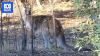 Kangaroo carrying 'little joey' shot with arrow, triggering search