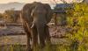 In Namibia, an elephant 'turf war' is growing, and climate strain could double conflict risk