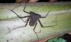 Entomologist crawls into a fallen tree in Guyana, finds whip spiders stalking cave crickets