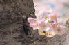 Japan Will Pay You To Catch Beetles That Are Destroying Cherry Blossoms
