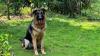Doctor’s dog alerts staff about leopard, they escape without untying him