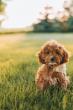 Why I Think The Doodle Is The Best Dog For Boise