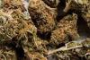 Bangkok Passenger Held at Delhi Airport With Over 6 Kg Hydroponic Weed