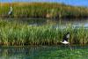 'We don't have time': Montenegro's bird haven fading