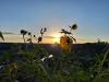 Idaho Cheers Permanent Daylight Saving Time