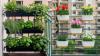 Balcony Gardening: No Space? No Problem! 10 Plants for Your Small Apartment