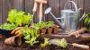 5 Clever Gardening Tricks That Can Help Your Plants Grow Faster