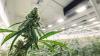 San Joaquin County keeps going to pot literally as cannabis sales still growing