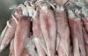 EU advisory councils recommend more scrutiny of global squid fisheries, with focus on China