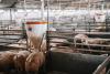 Iowa livestock boom outpaces oversight as manure pollution grows, analysis finds