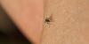 Britons heading abroad warned over bites that could cause debilitating fever and pain