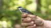 Extension Notes: University of Kentucky Researcher is Helping AI Learn a Bird’s Individual Song