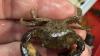 Why a rare crab is suddenly showing up in Hampton Beach tidepools