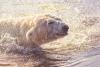 Yorkshire Wildlife Park marks Arctic Sea Ice Day with its renewed commitment to protect polar bears