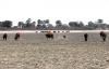 Helping Livestock Thrive During the Dry Season