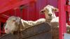 Australian lamb industry ‘disappointed’ by US investigation into lamb imports, launches trade legal defence