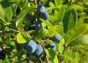 Honeyberries could be Iowa’s next go-to niche crop