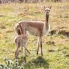 Highland Wildlife Park welcomes adorable vicuna as it continues its ‘baby boom’