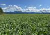 Yukon farmers have lessons to teach rest of Canadian agriculture