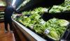Cyclospora Parasite Sickens Nearly 7,000 Americans Across 34 States and Cases Are Still Rising