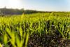 Puratos advances wheat sourcing goal