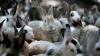 In 1859, 24 Rabbits Were Released In Australia — Within 90 Years There Were 600 Million — A Biologist Explains