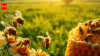 Scientists tagged thousands of bees and found that just a few do most of the work in every hive