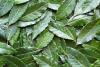 Georgia’s bay leaf exports rise 27% in first half of 2026