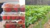 Federal government scrambles to reassure Australians over plan to increase pesticides on berries at farms