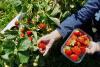 Short-term foreign workers in Estonia – mainly in agriculture
