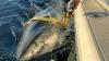 Massive great white shark resurfaces off North Carolina coast