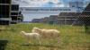 Volkswagen hires 100 sheep to cut grass at Polish solar farm as experiment in agrivoltaics