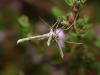 Scientists discover 11 moth species never before recorded in Portugal