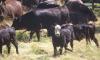 Ranchers push back on tariff exemption for Brazilian beef