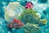 Amid Cyclosporiasis Outbreak, University Researchers Lend Their Expertise