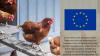 Insurance against animal diseases, protein crops at the heart of EU livestock strategy