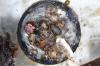 This tiny bottle cap traveled 1,500 kilometers. It had 307 hitchhikers aboard.