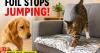 This simple aluminum foil idea may help deter dogs and cats from furniture without expensive training products