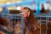 Patients Discharged After Salmonella Outbreak in Central Greece
