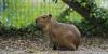Marwell Zoo welcomes new capybara as search for Samba continues