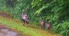 Turkey Survey underway