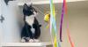 Cat burglar steals kitten, tries to rob bank in Maryland, gets caught instead